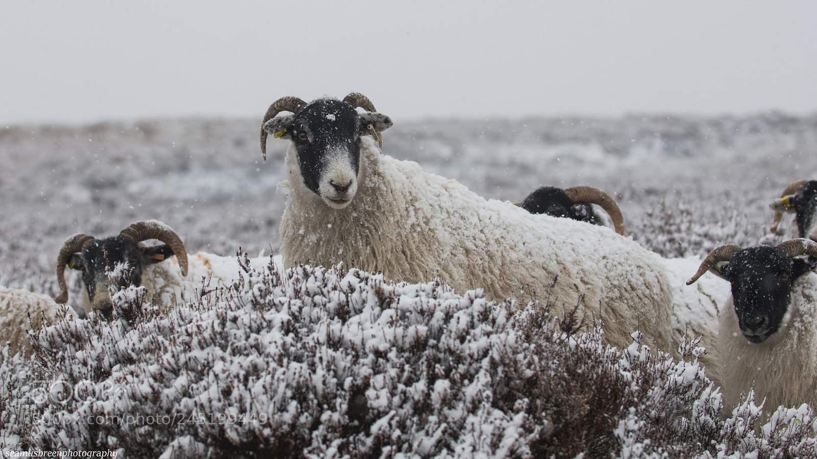 Nikon D850 sample photo. Baaa bbbrrrrr - got photography