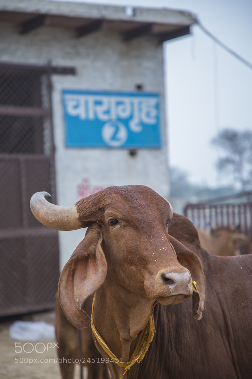 Canon EOS 6D Mark II sample photo. Cow habitat in rural photography