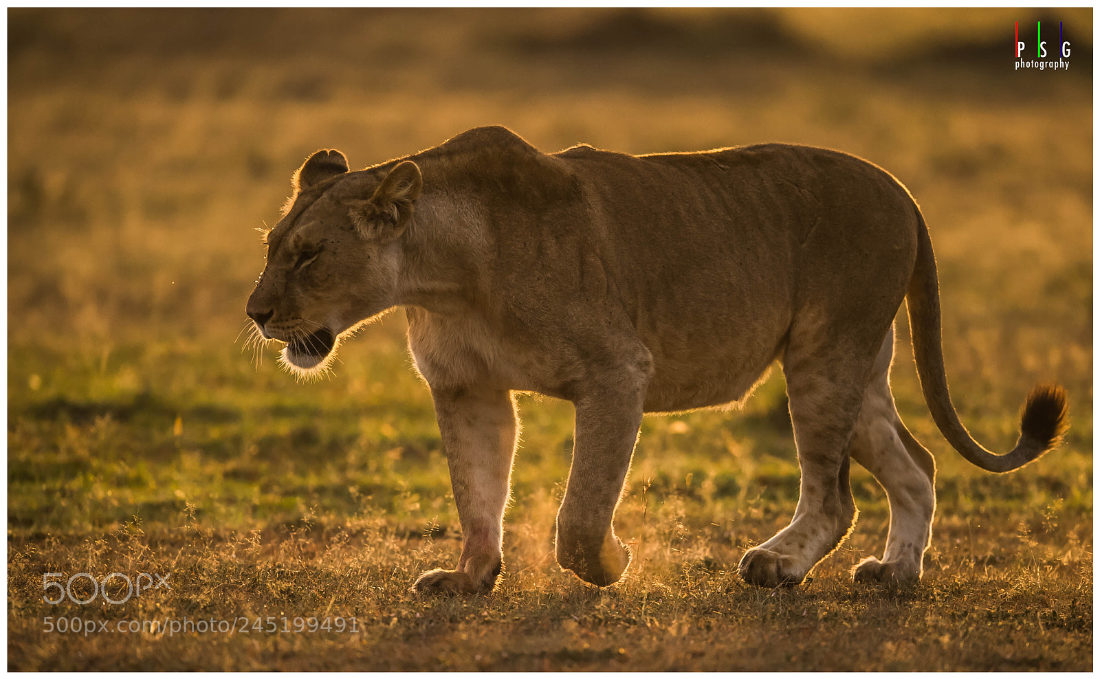Nikon D5 sample photo. Lioness and golden hour photography