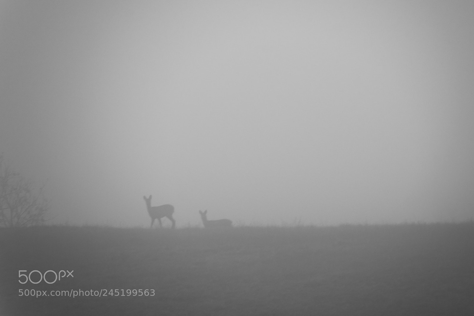 Nikon D500 sample photo. Amici nella nebbia photography