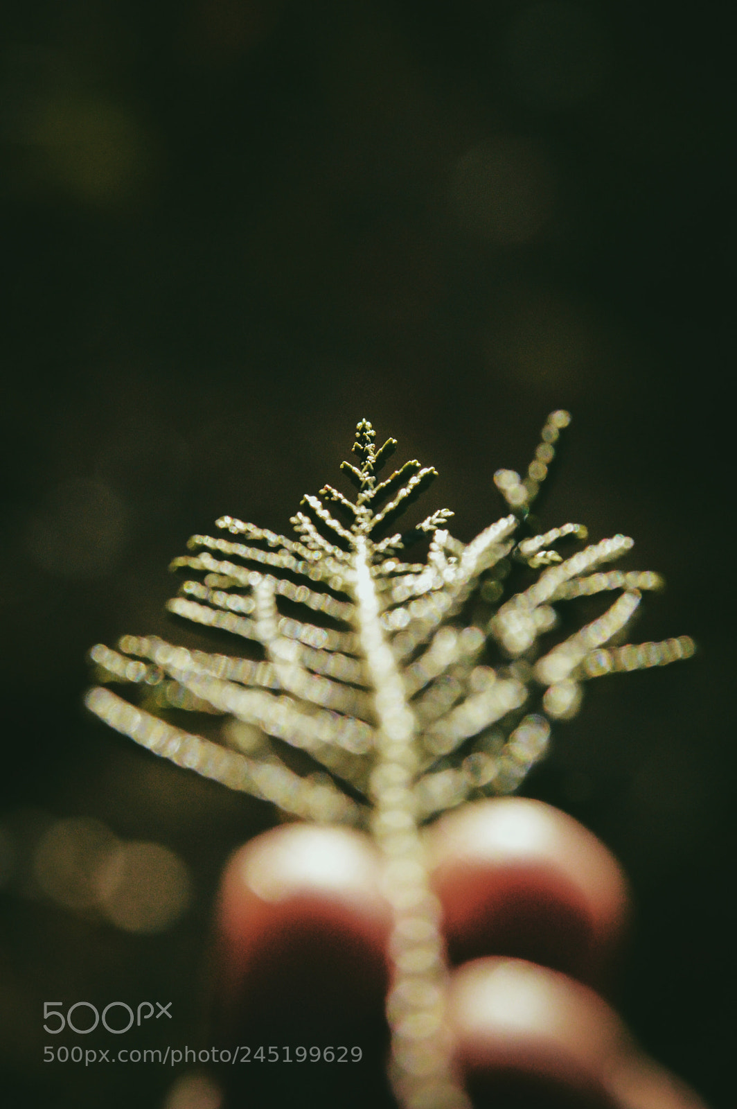 Nikon D3200 sample photo. Nature’s teachings. photography