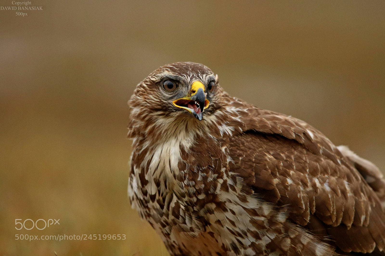 Canon EOS 7D Mark II sample photo. Common buzzard photography
