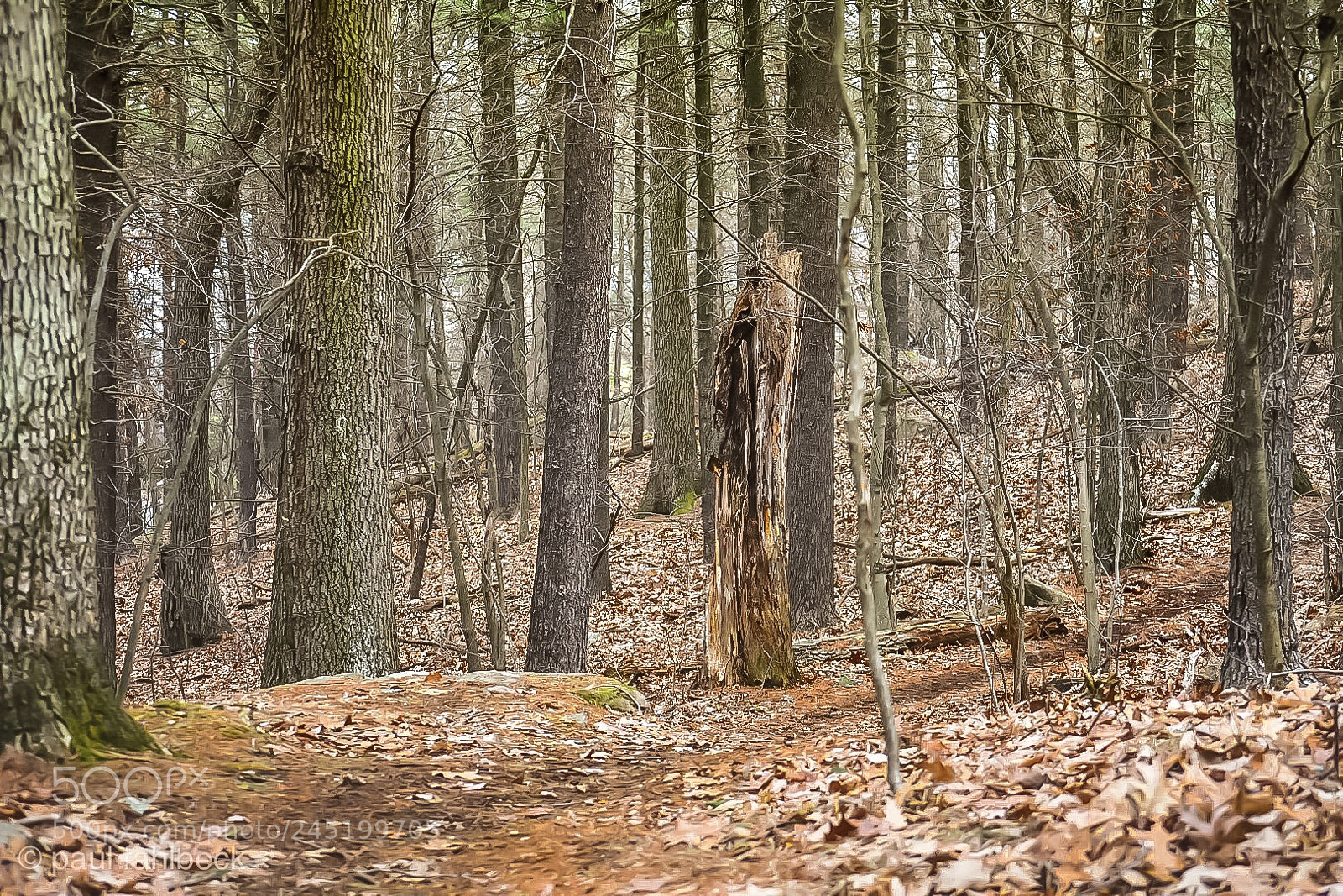 Nikon D7200 sample photo. Mid-day photography
