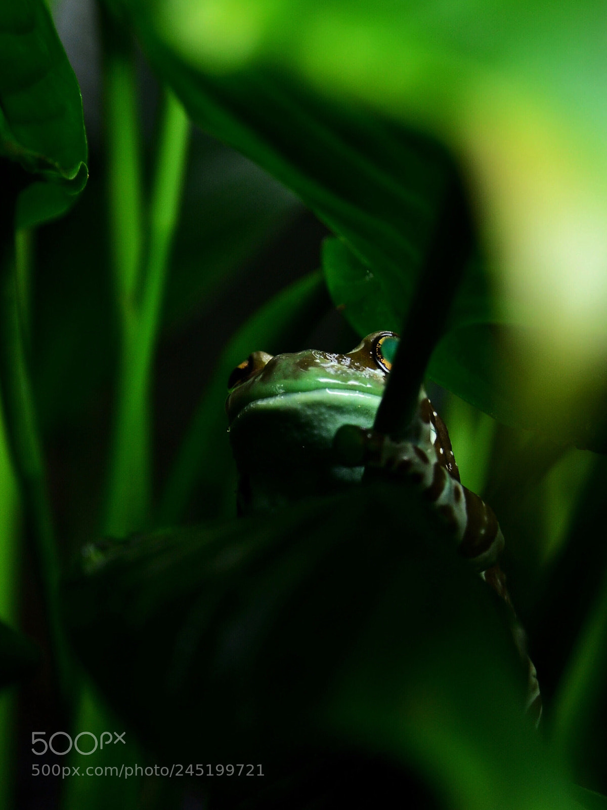 Nikon D3100 sample photo. I see you there. photography