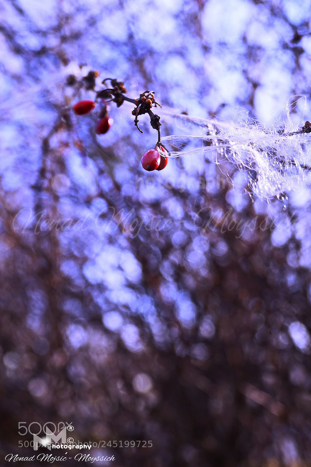 Sony SLT-A58 sample photo. Wild fruit photography