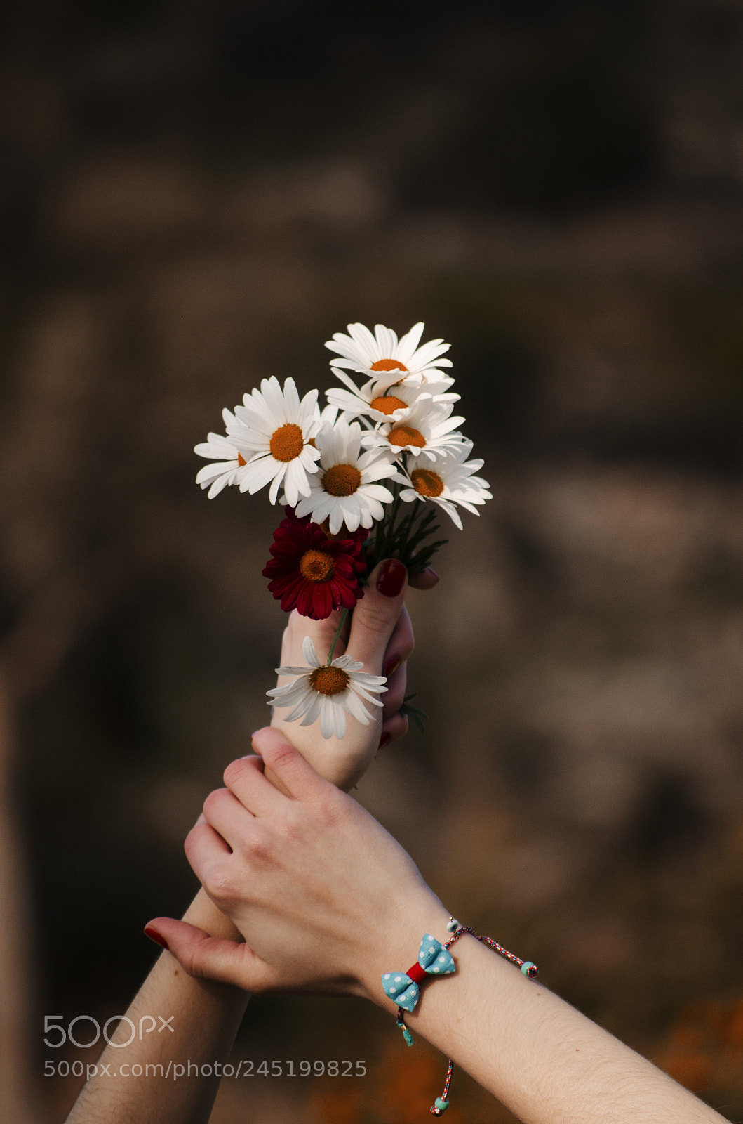 Nikon D5100 sample photo. Daisy blossoms photography