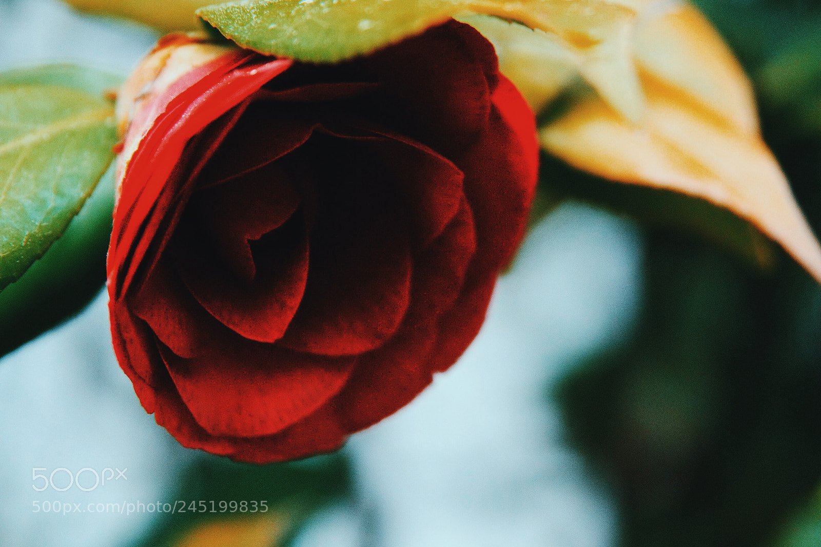 Nikon D3100 sample photo. ? photography