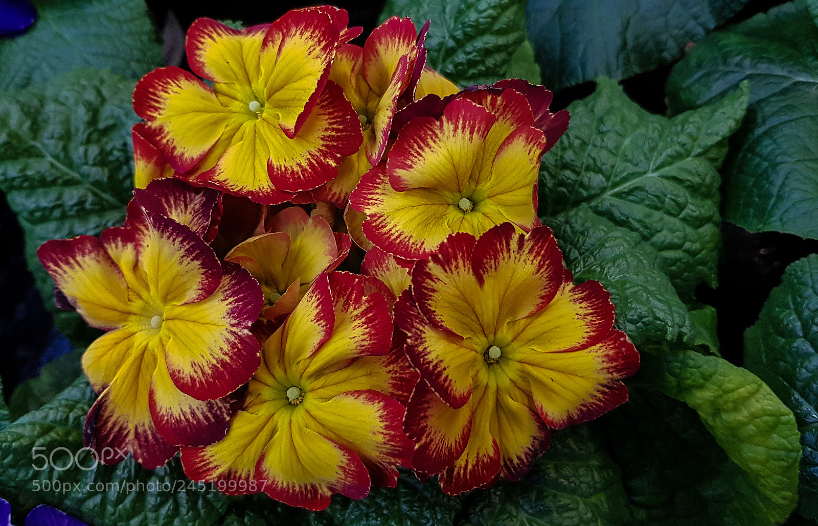 Samsung Galaxy S8 sample photo. Yellow and red flowers photography