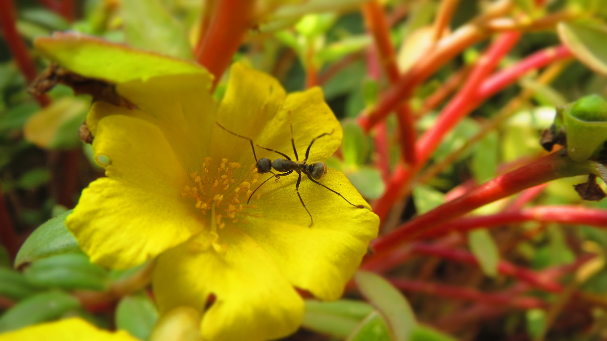 Canon PowerShot ELPH 530 HS (IXUS 510 HS / IXY 1) sample photo. Ant and the flower ...... photography