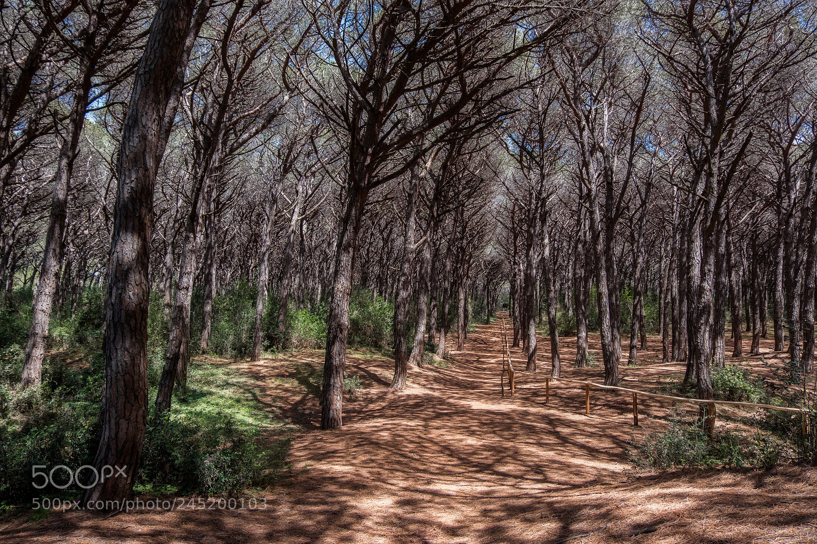 Fujifilm X-T20 sample photo. Tuscany forest photography