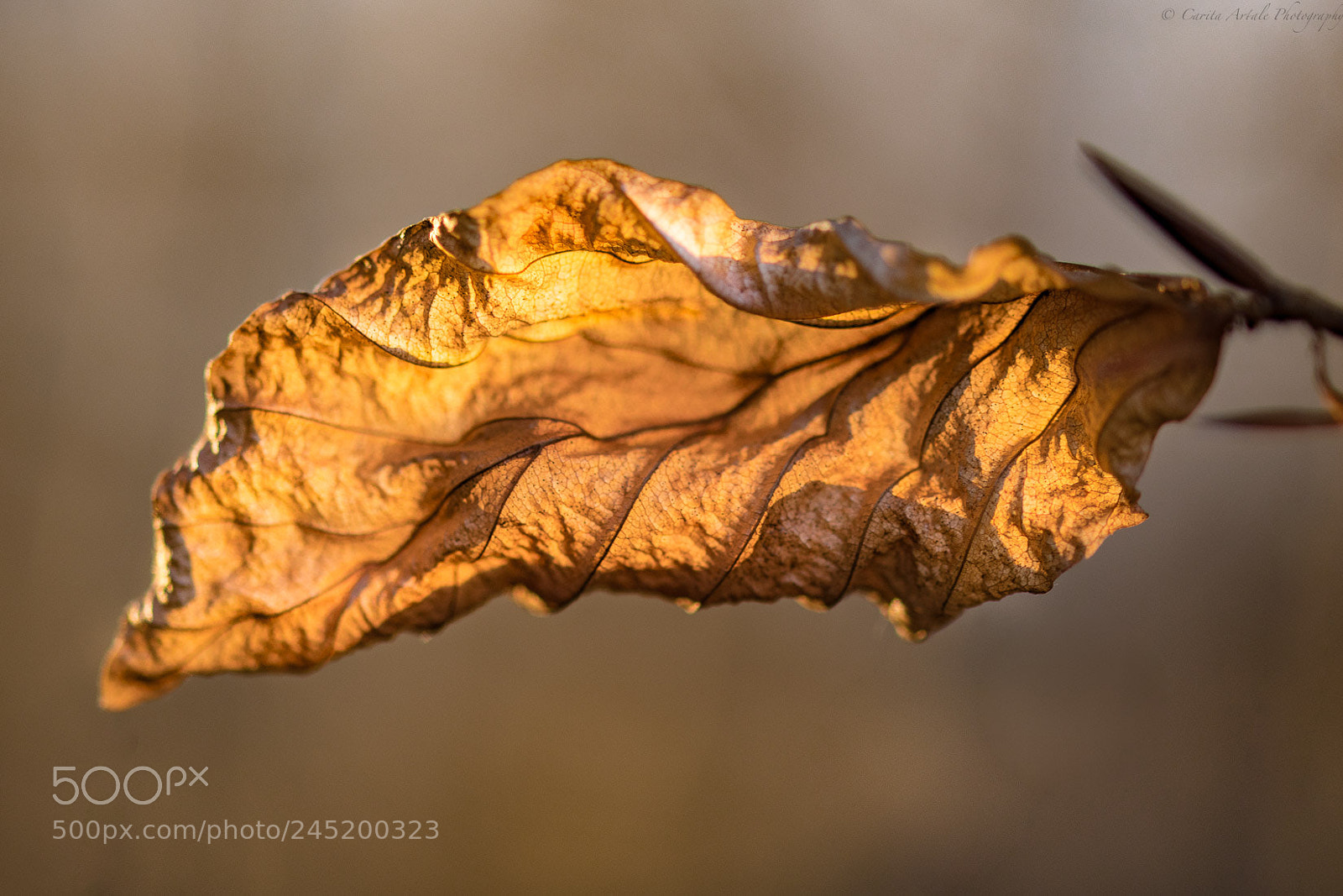 Nikon D500 sample photo. Spring light photography