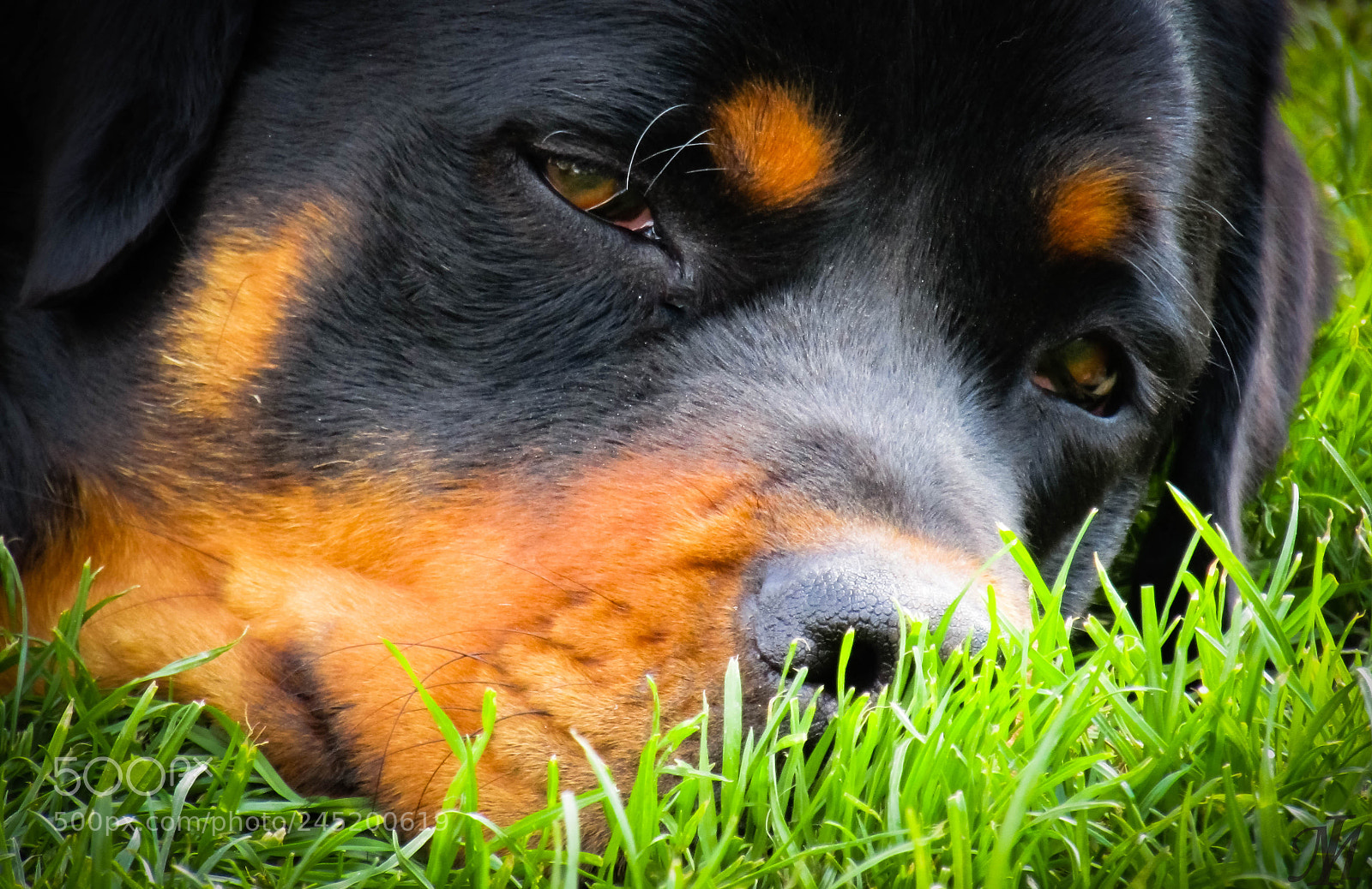 Canon PowerShot SX410 IS sample photo. My dog photography