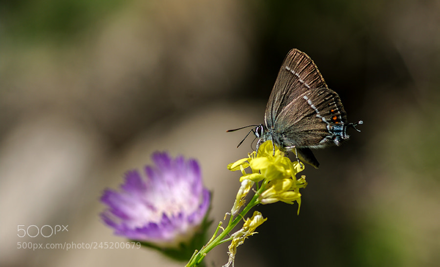 Pentax K20D sample photo. Buterfly photography