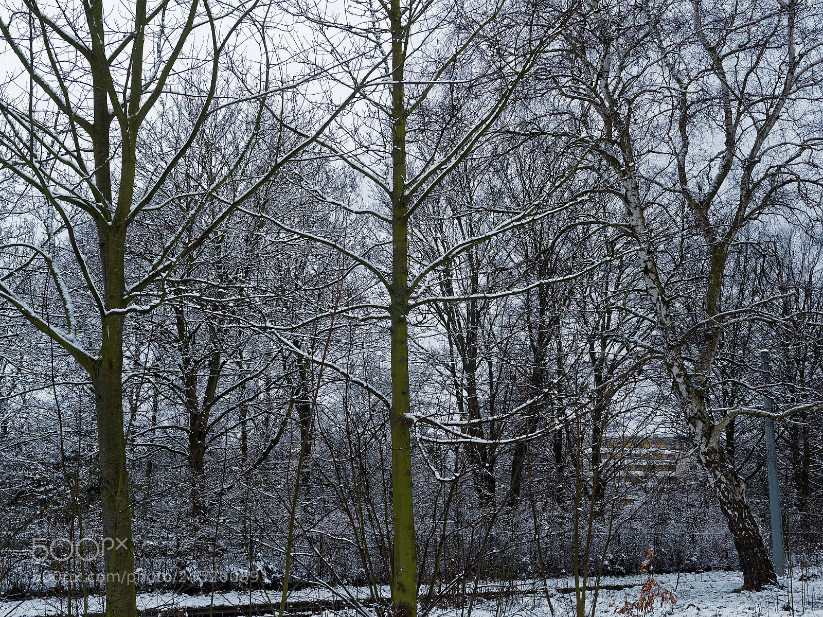Olympus OM-D E-M5 sample photo. Bs-heidberg, winter photography