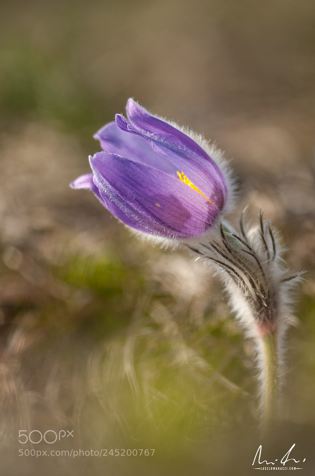 Nikon D300 sample photo. Flower power photography
