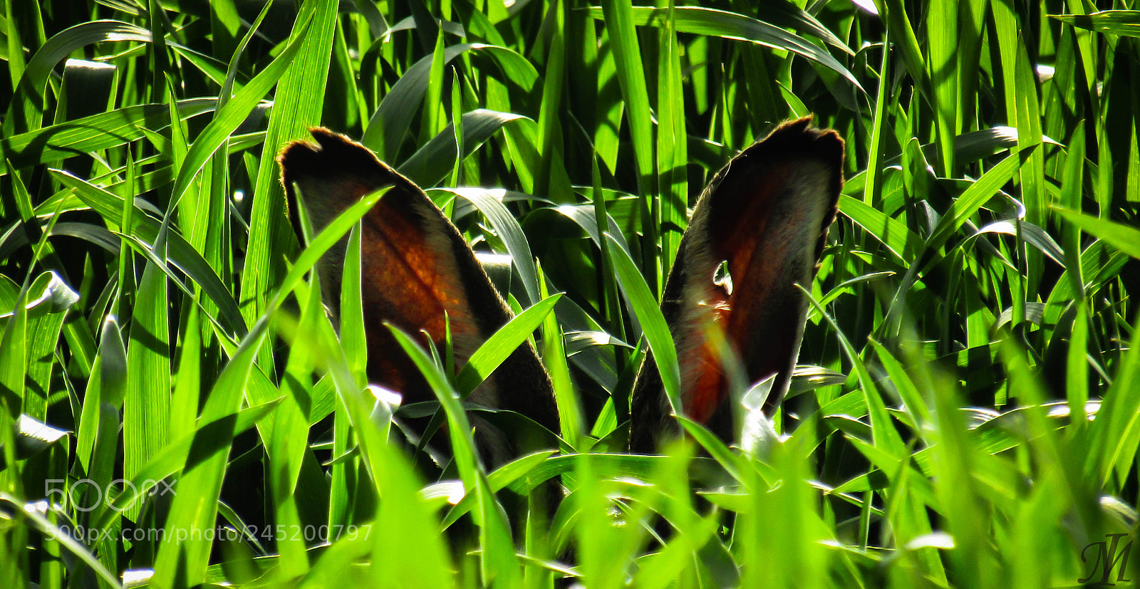 Canon PowerShot SX410 IS sample photo. Nyuszi a fűben photography