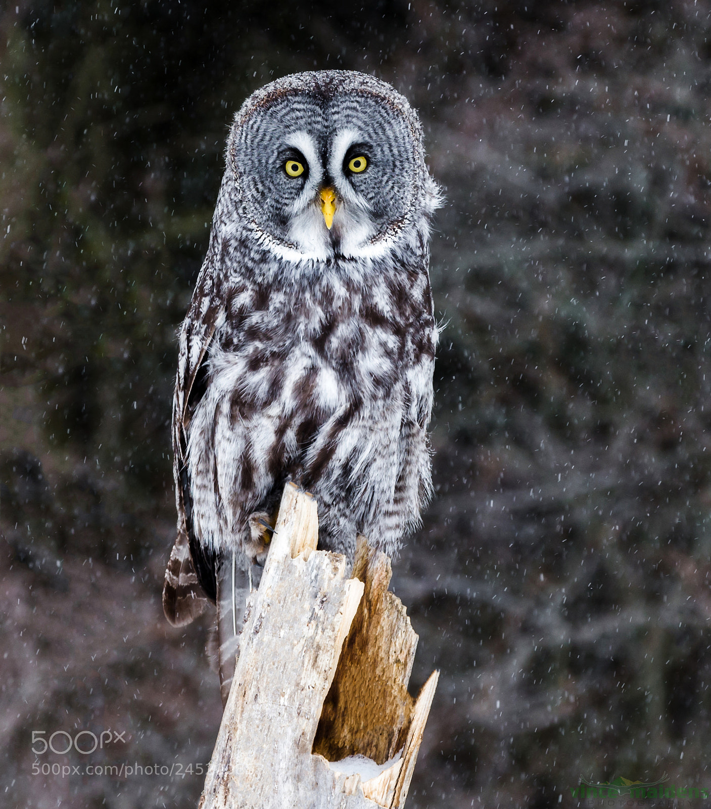 Canon EOS-1D X sample photo. Great grey ghost on photography