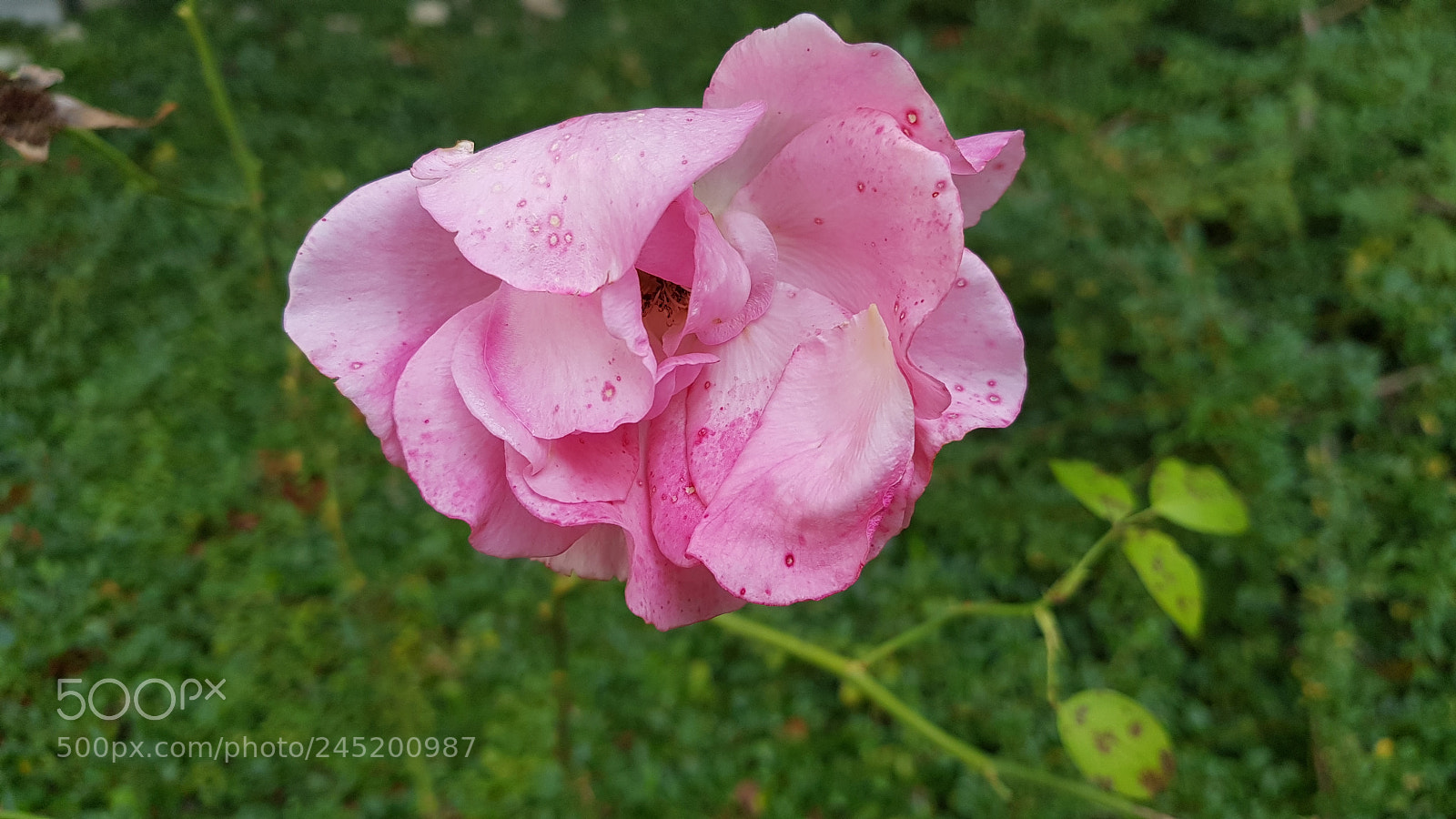 Samsung Galaxy S8+ sample photo. Undeveloped rose photography