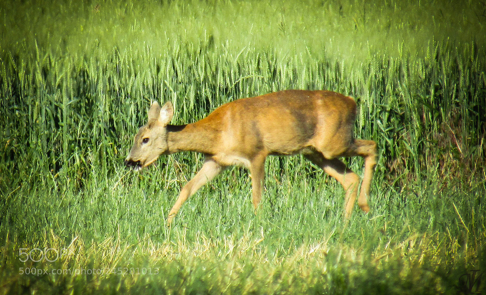 Canon PowerShot SX410 IS sample photo. Őz photography