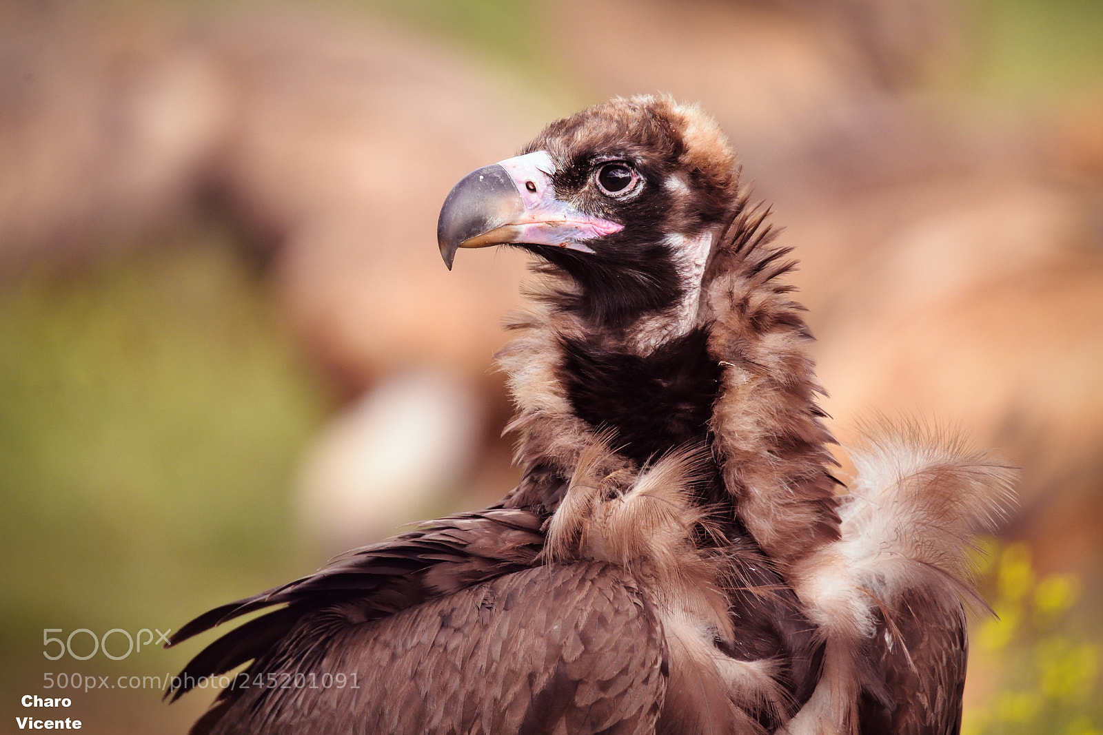 Nikon D610 sample photo. Buitre negro (aegypius monachus) photography