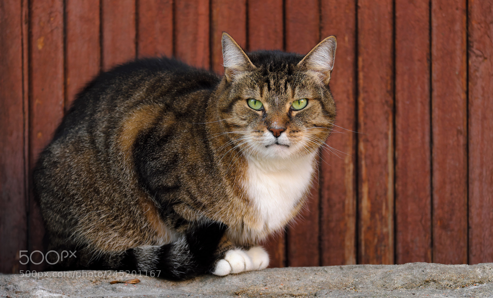 Fujifilm X-T20 sample photo. Severe observer photography