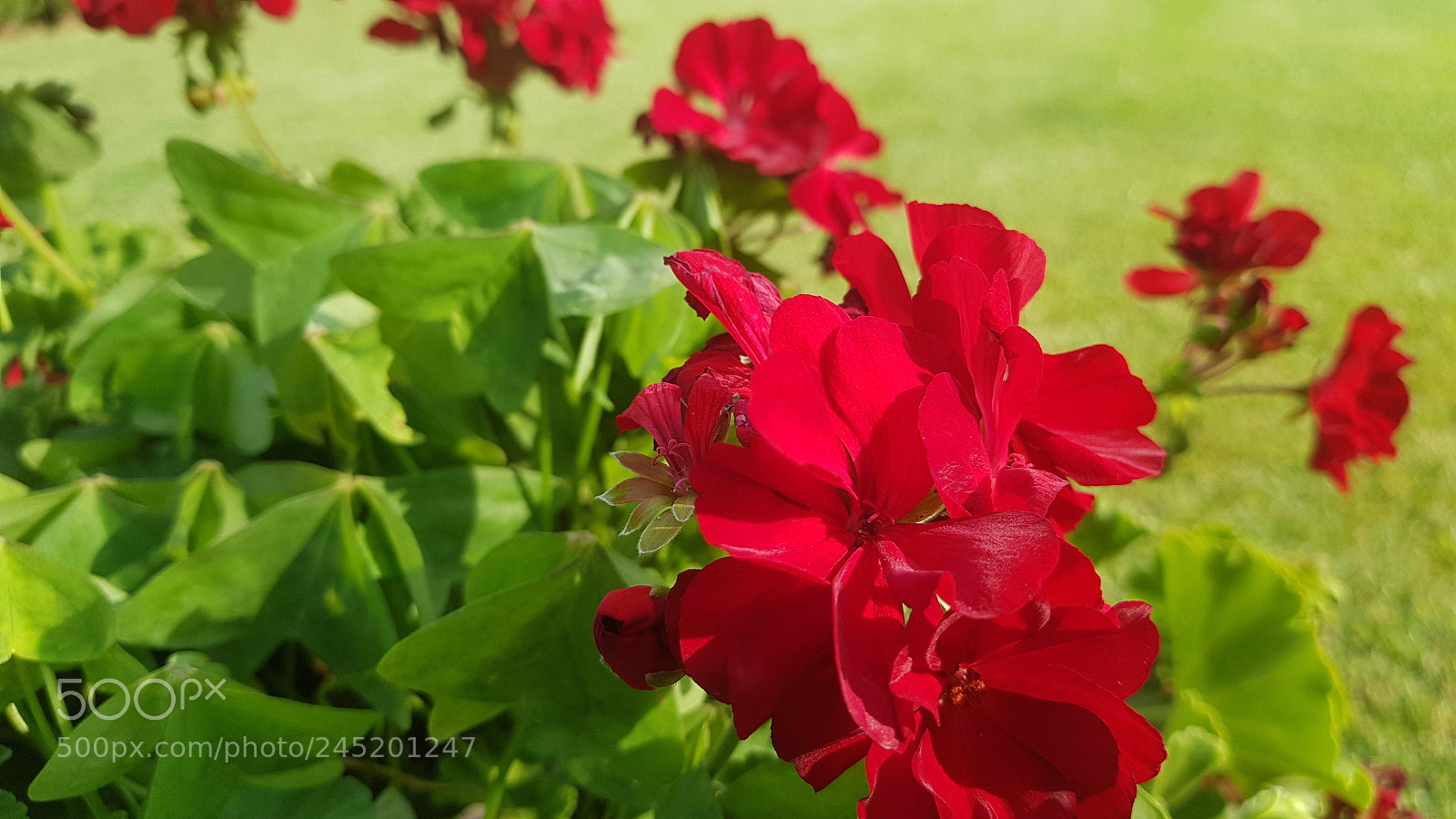 Samsung Galaxy S8+ sample photo. Red beauty photography