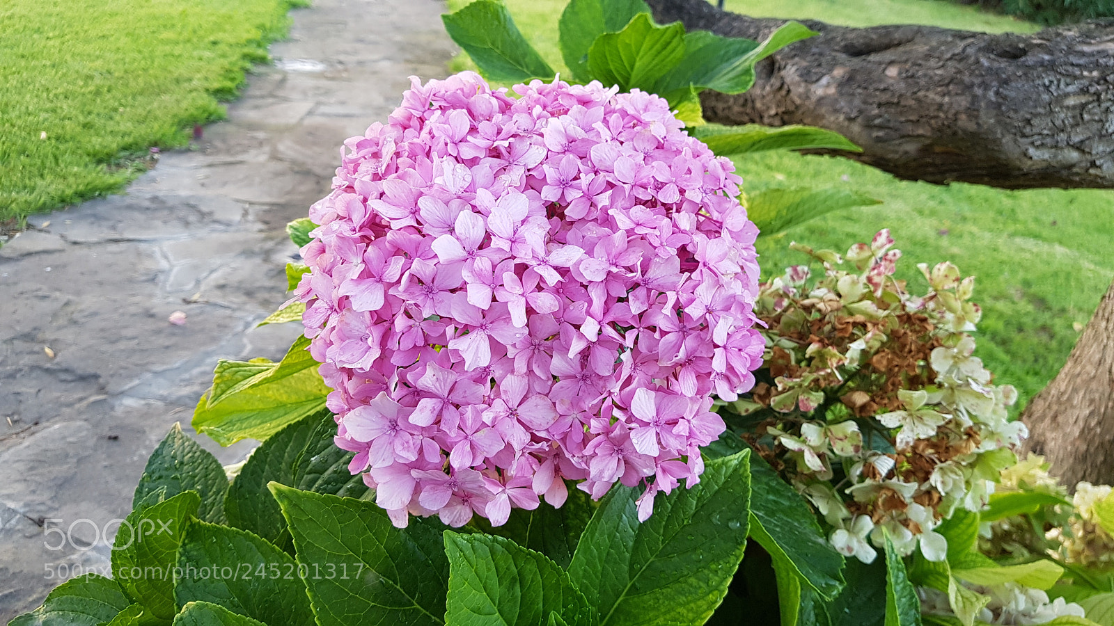 Samsung Galaxy S8+ sample photo. Flower bush photography