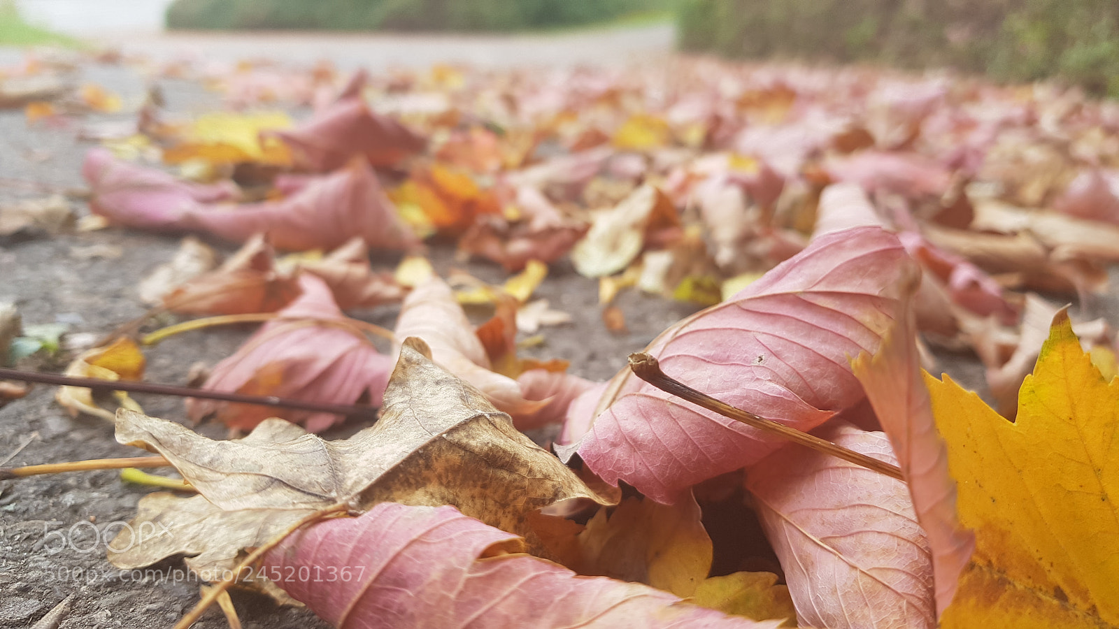 Samsung Galaxy S8+ sample photo. Autumn cosplay photography