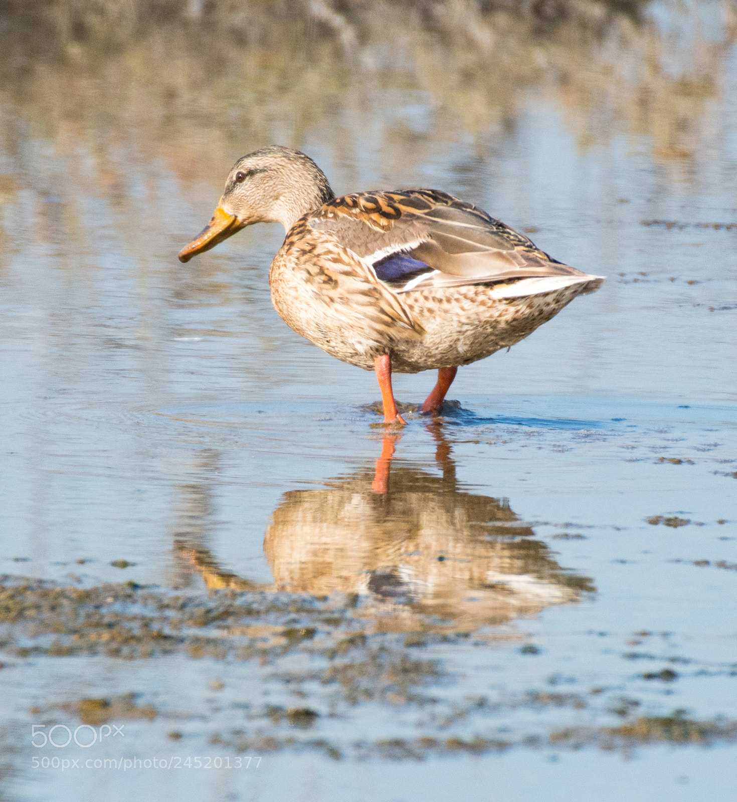 Nikon D500 sample photo. Ms mallard-ess photography