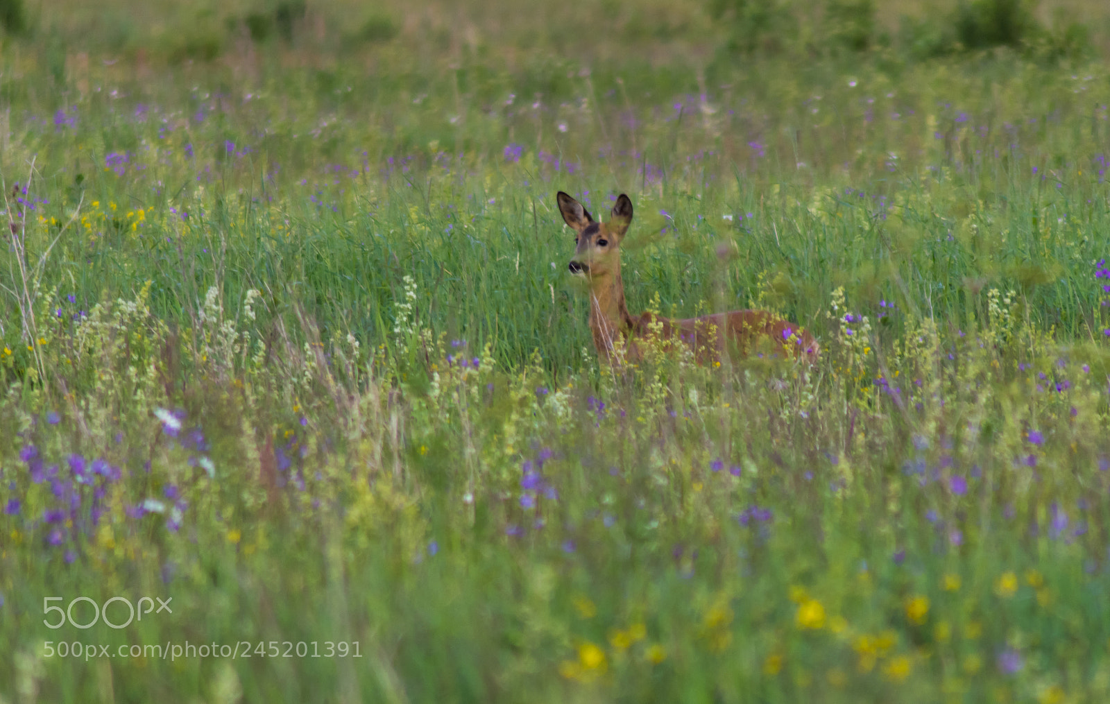 Pentax K-5 sample photo. Roe deer photography