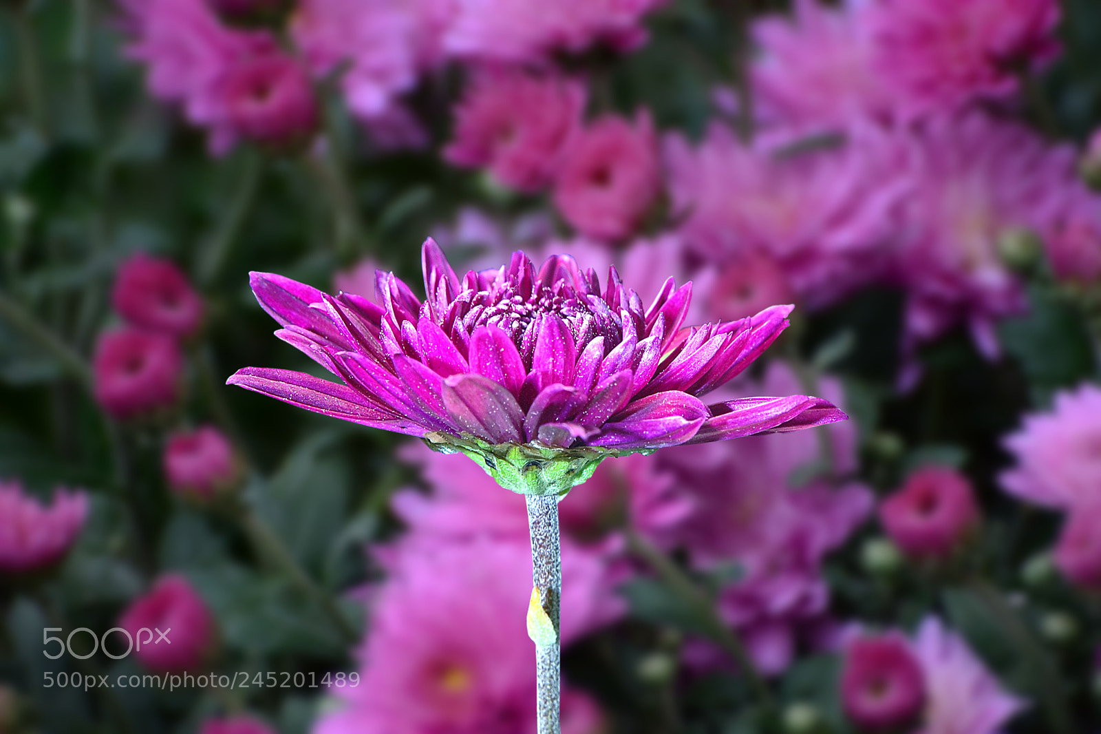Nikon D7100 sample photo. Untitled photography