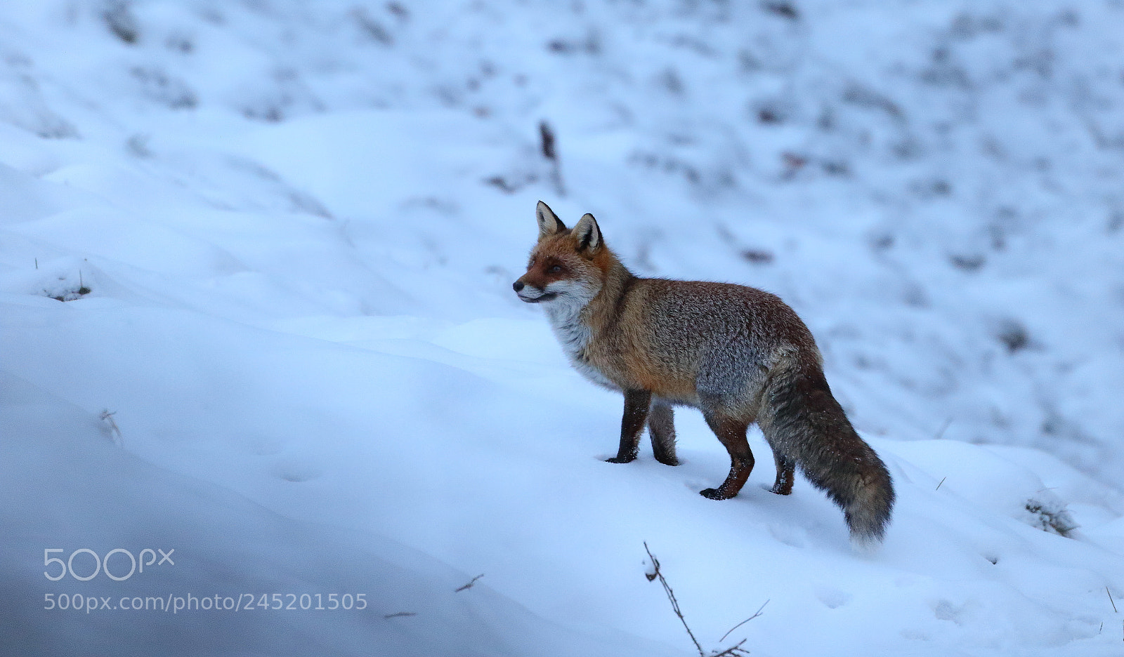 Canon EOS 7D Mark II sample photo. Renard dans la neige photography