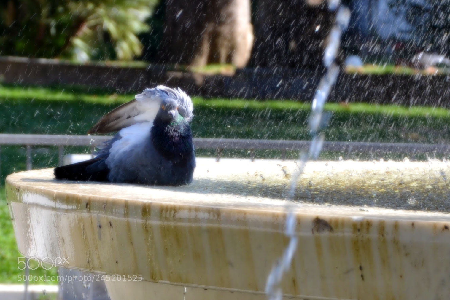 Nikon D3100 sample photo. Caldecitta photography