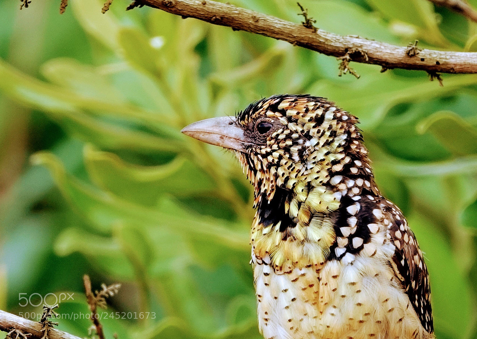Sony Cyber-shot DSC-RX10 III sample photo. Barbet photography