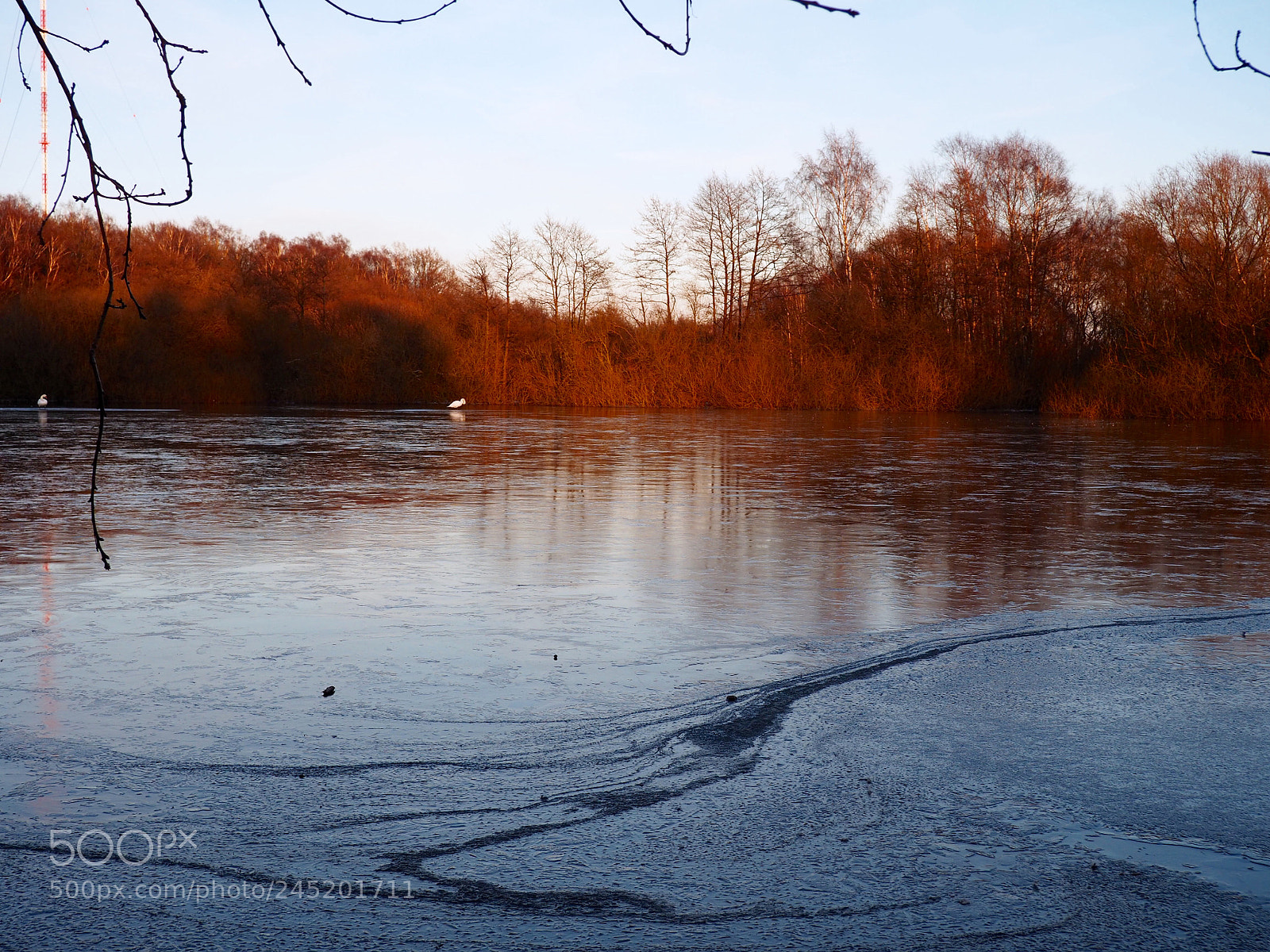 Olympus OM-D E-M10 II sample photo. Swan lake photography