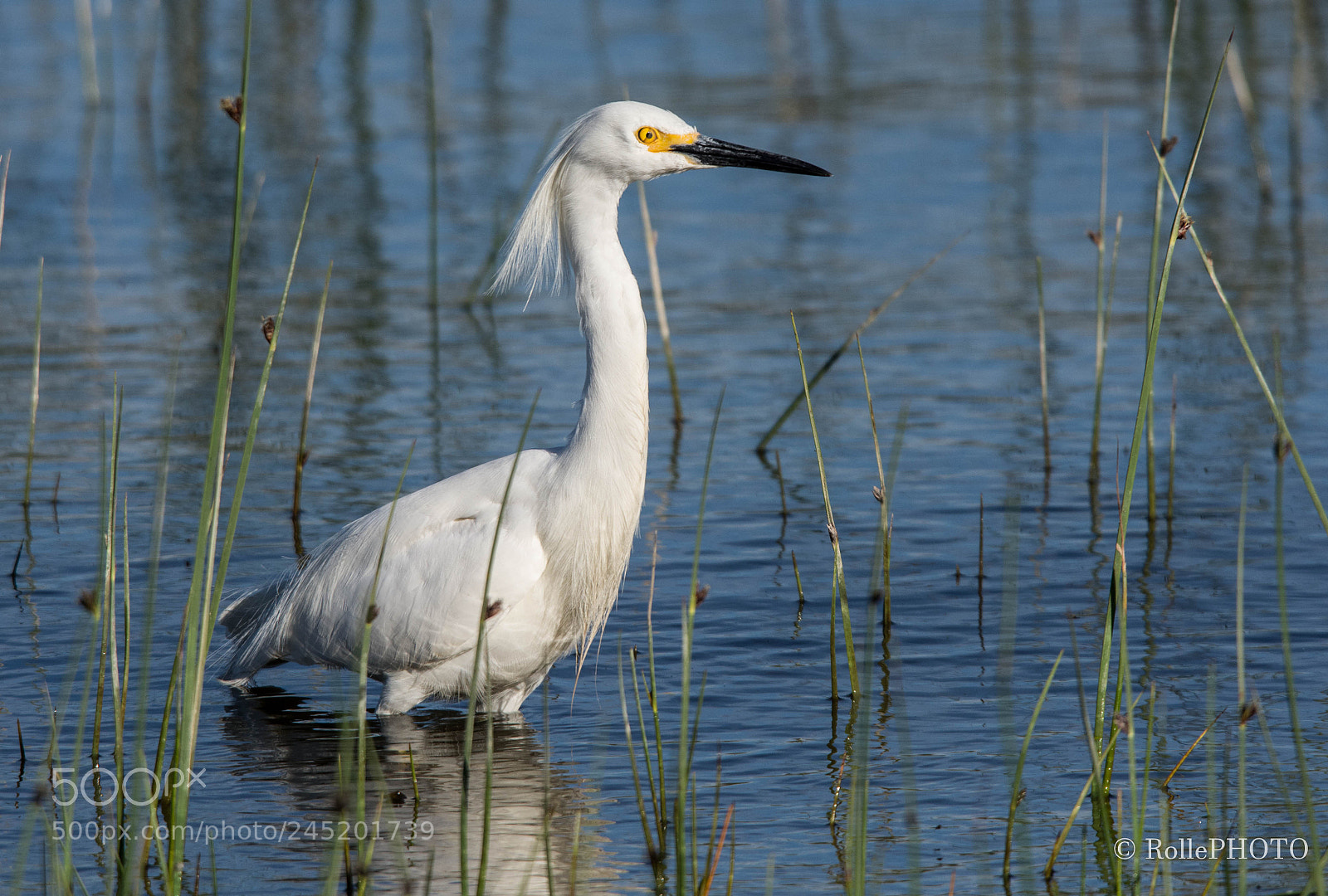 Nikon D7200 sample photo. Egretta thula photography