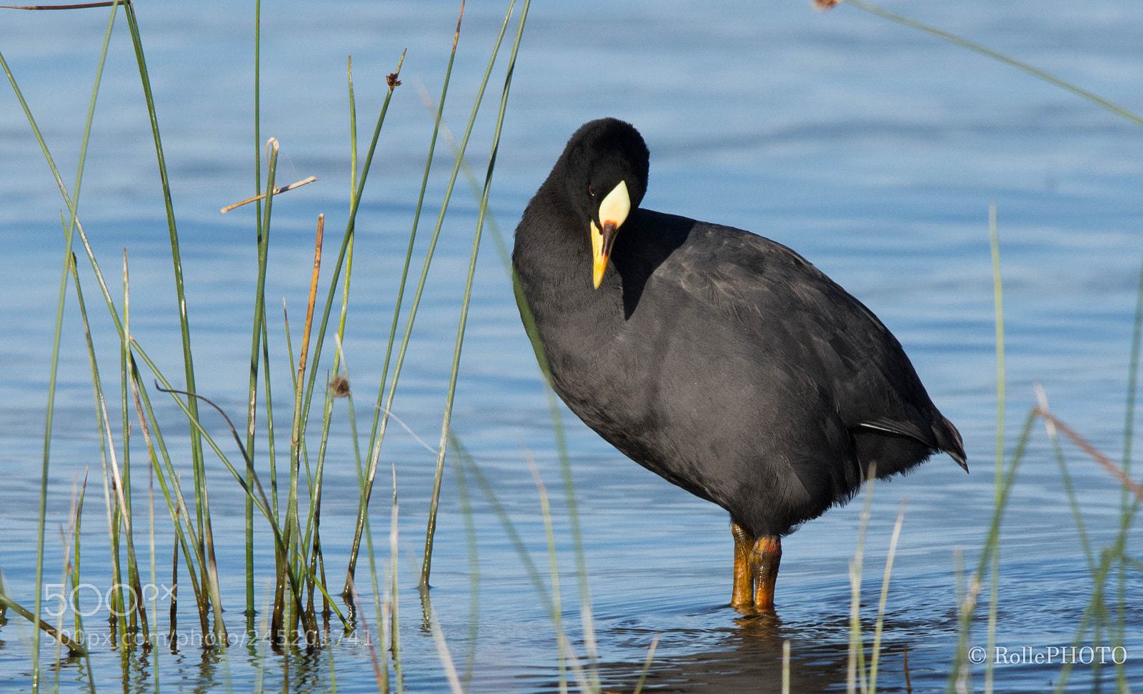 Nikon D7200 sample photo. Fulica photography