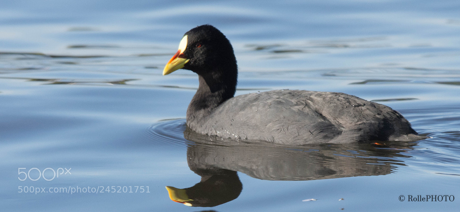 Nikon D7200 sample photo. Coot photography