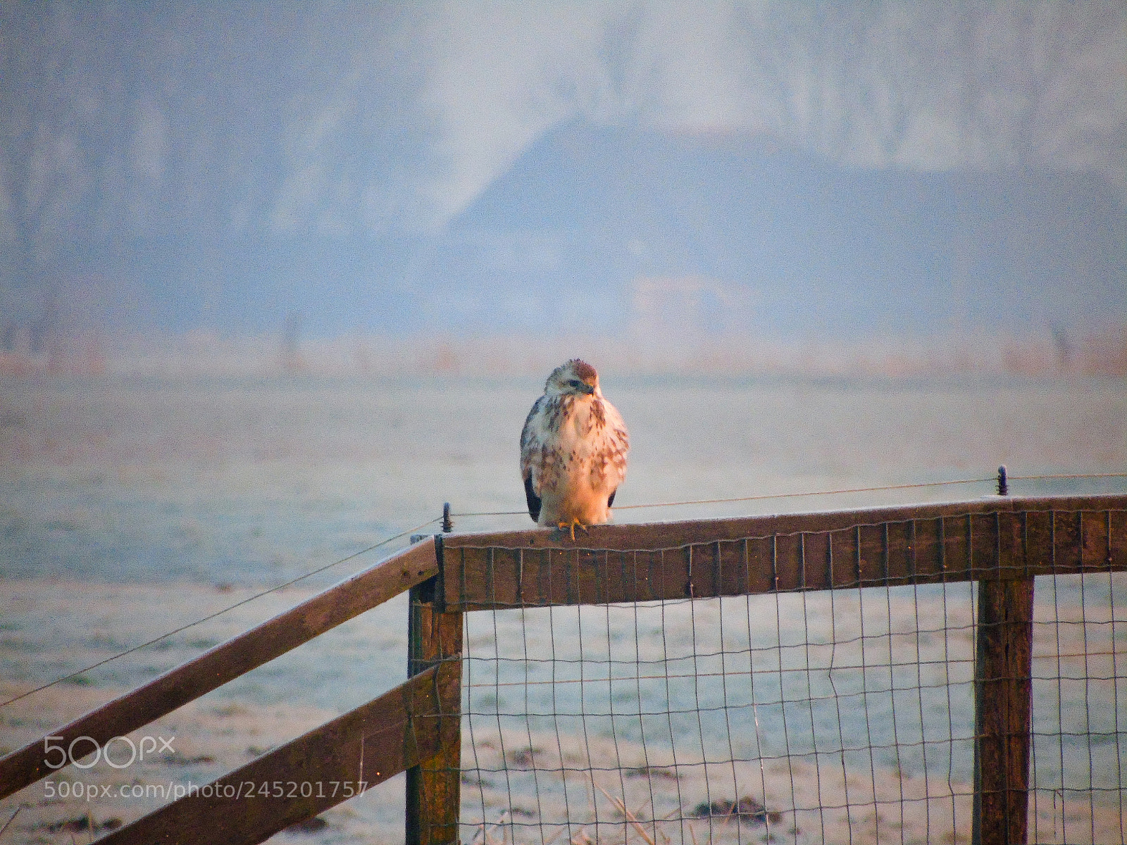 Sony Cyber-shot DSC-H400 sample photo. Buzzard photography