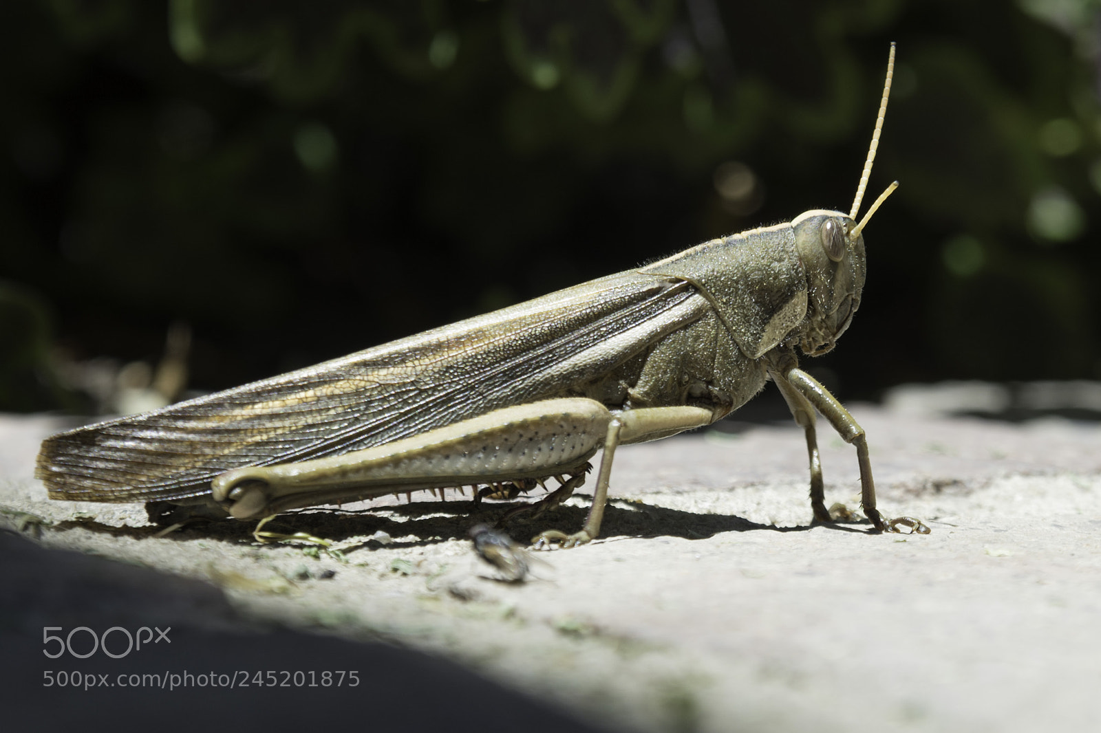 Nikon D810 sample photo. The insect one photography