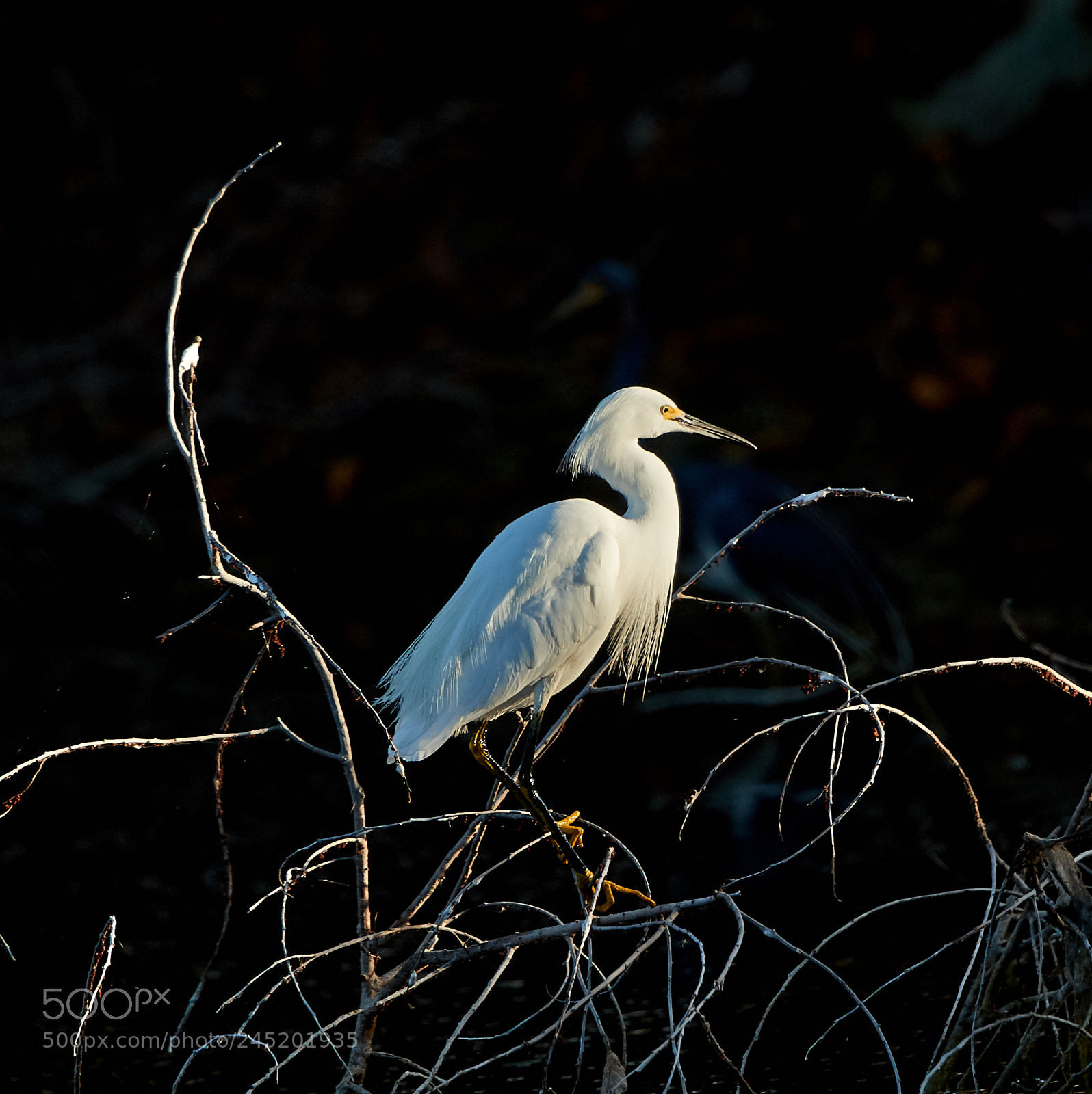 Canon EOS-1D X Mark II sample photo. 02-06-18-0002446.jpg photography
