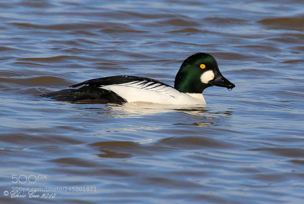 Canon EOS 7D Mark II sample photo. Goldeneye photography
