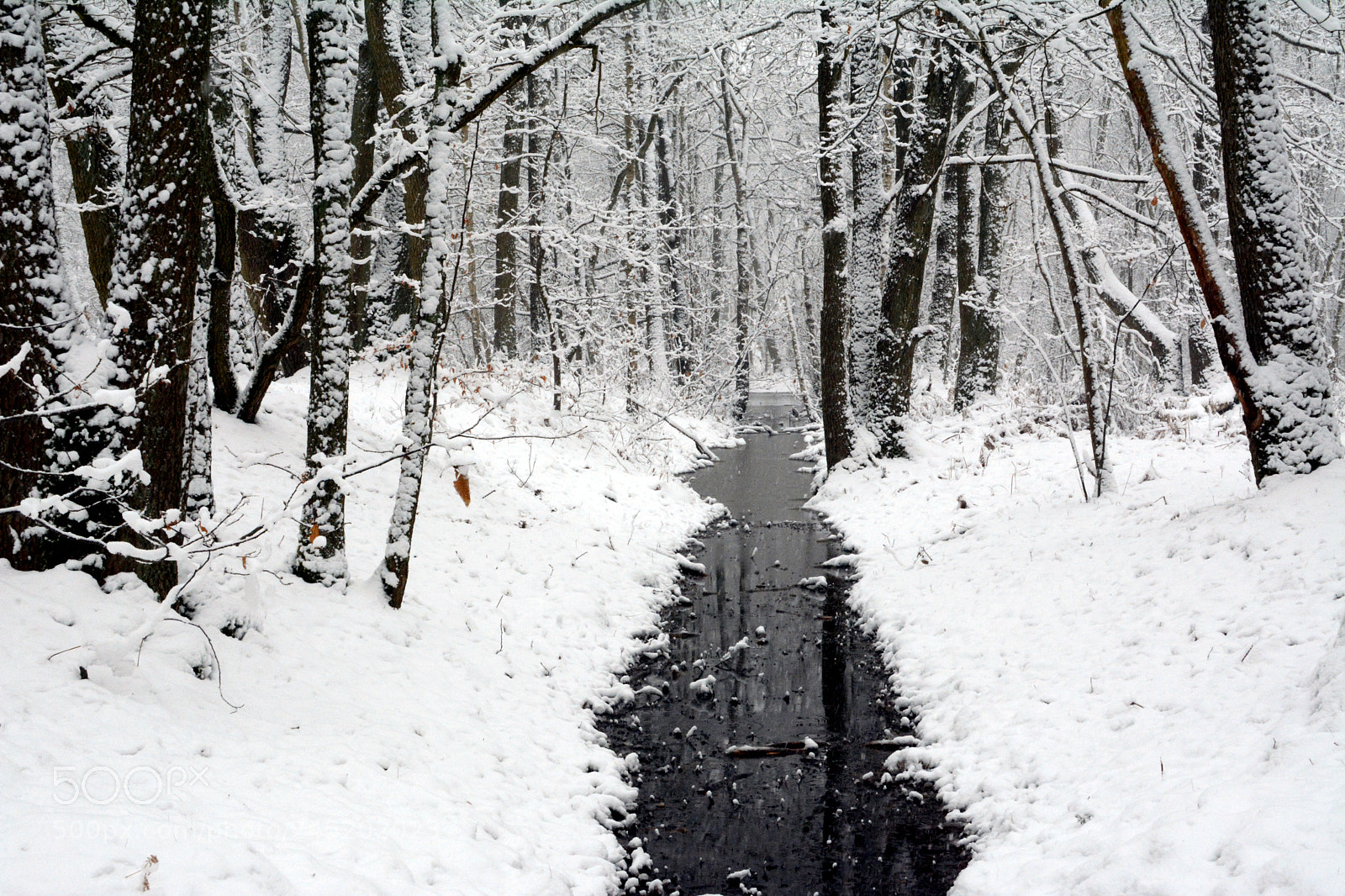 Nikon D7100 sample photo. Forêt blanche photography