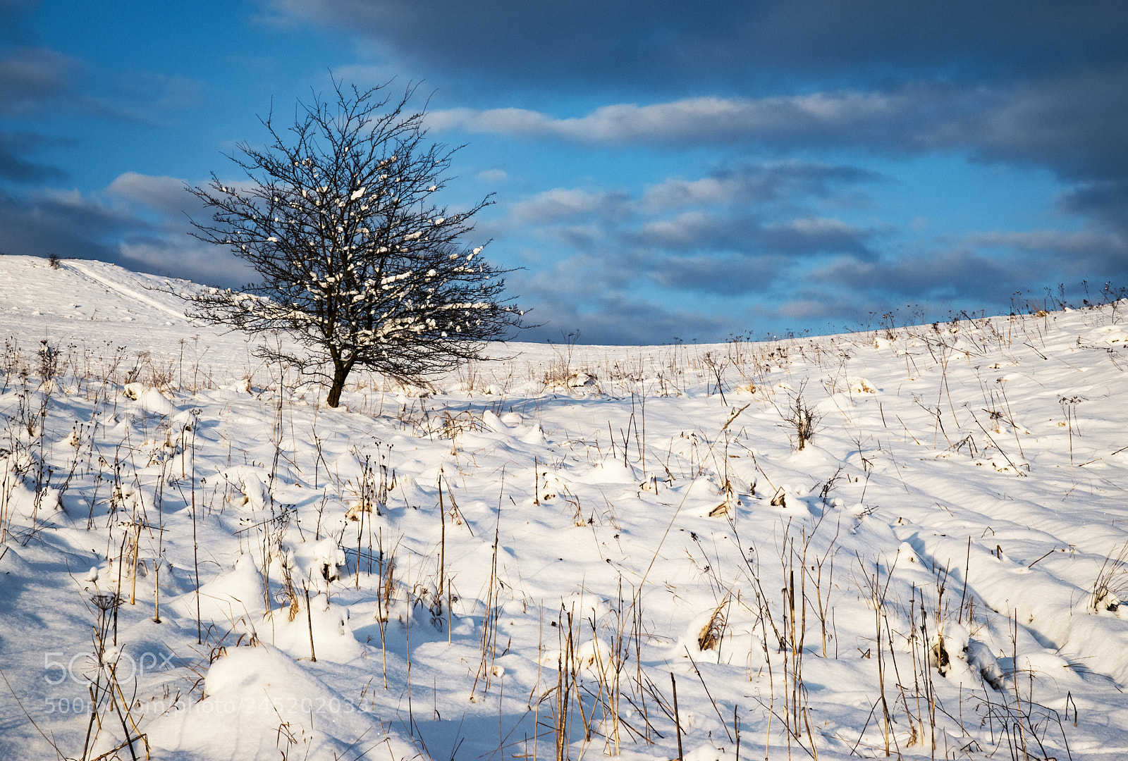 Nikon D5500 sample photo. Lonely bush on a photography