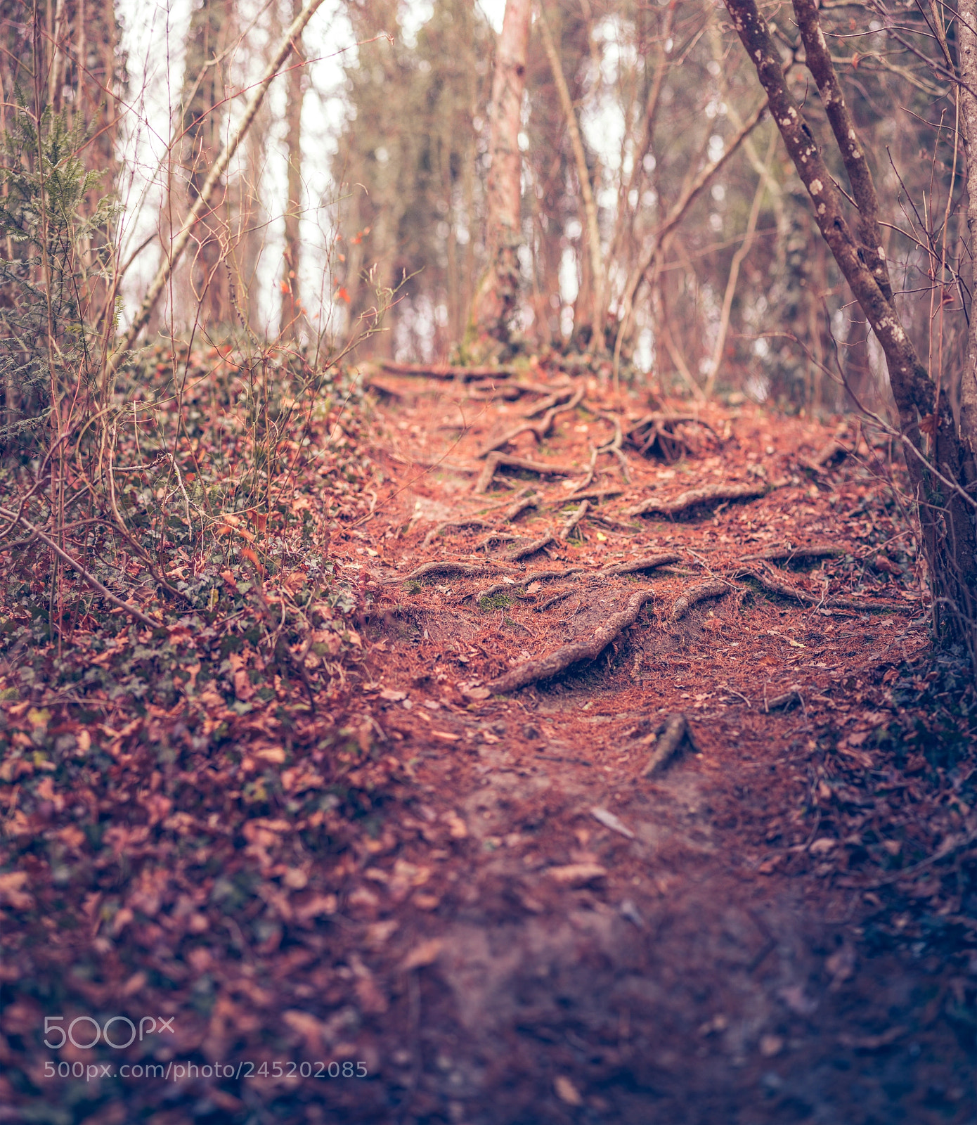 Nikon D810 sample photo. Road of life photography