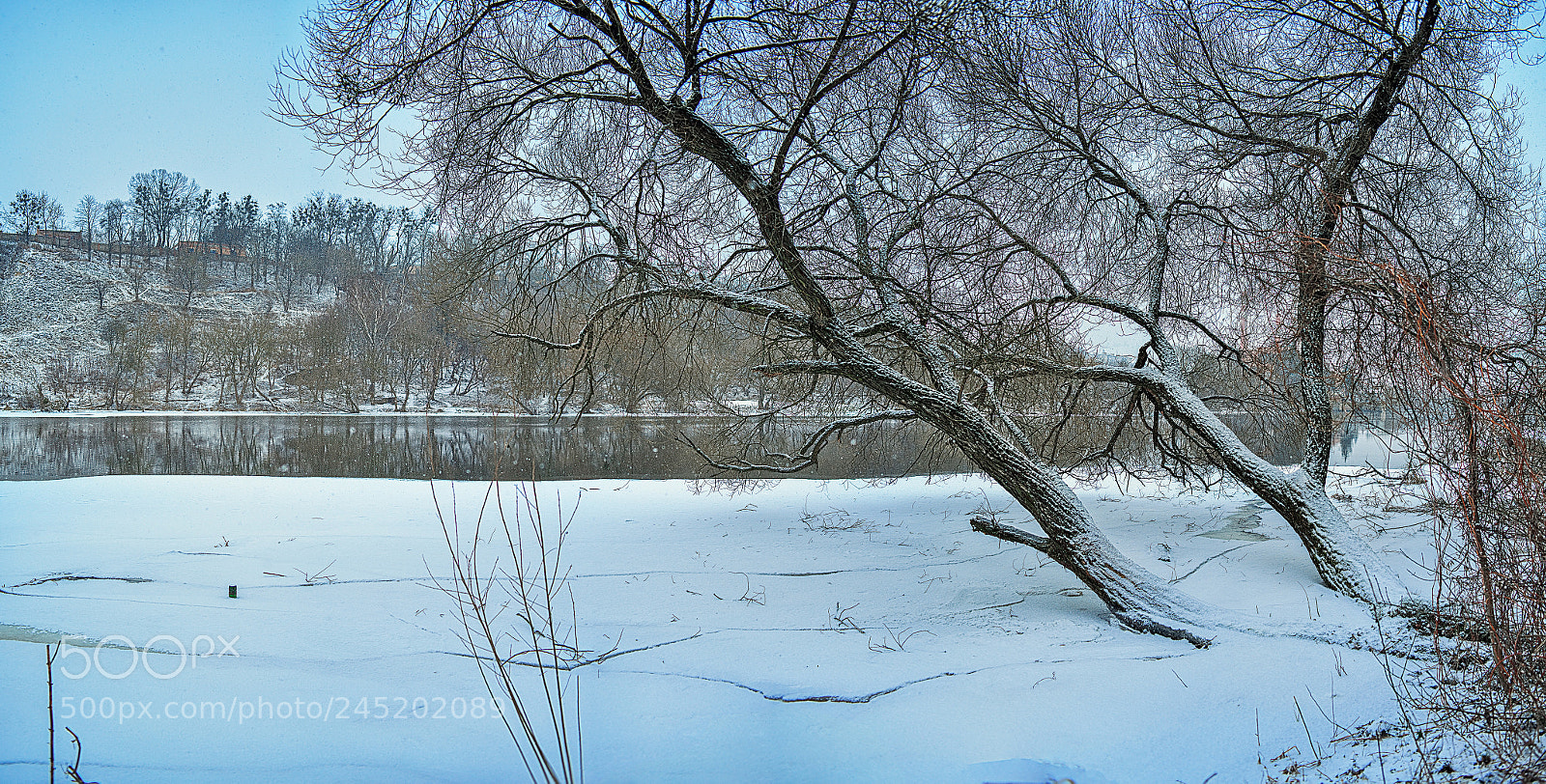 Nikon D800E sample photo. Trees photography