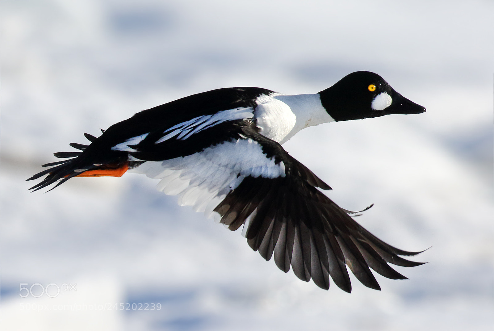 Canon EOS 7D Mark II sample photo. Winter flight photography
