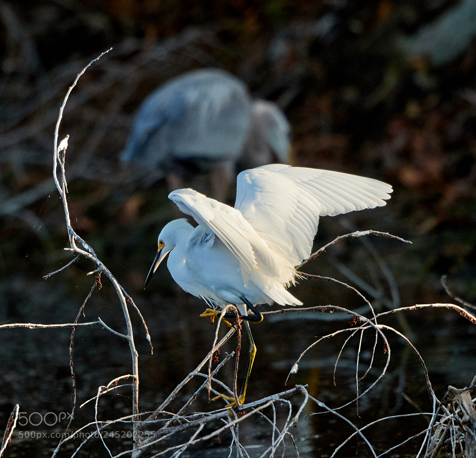 Canon EOS-1D X Mark II sample photo. 02-06-18-0002477.jpg photography