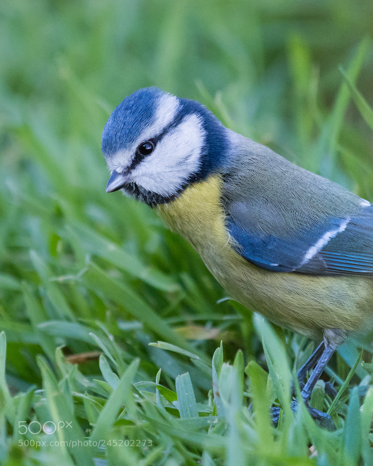 Sony a6300 sample photo. Who's here ? photography