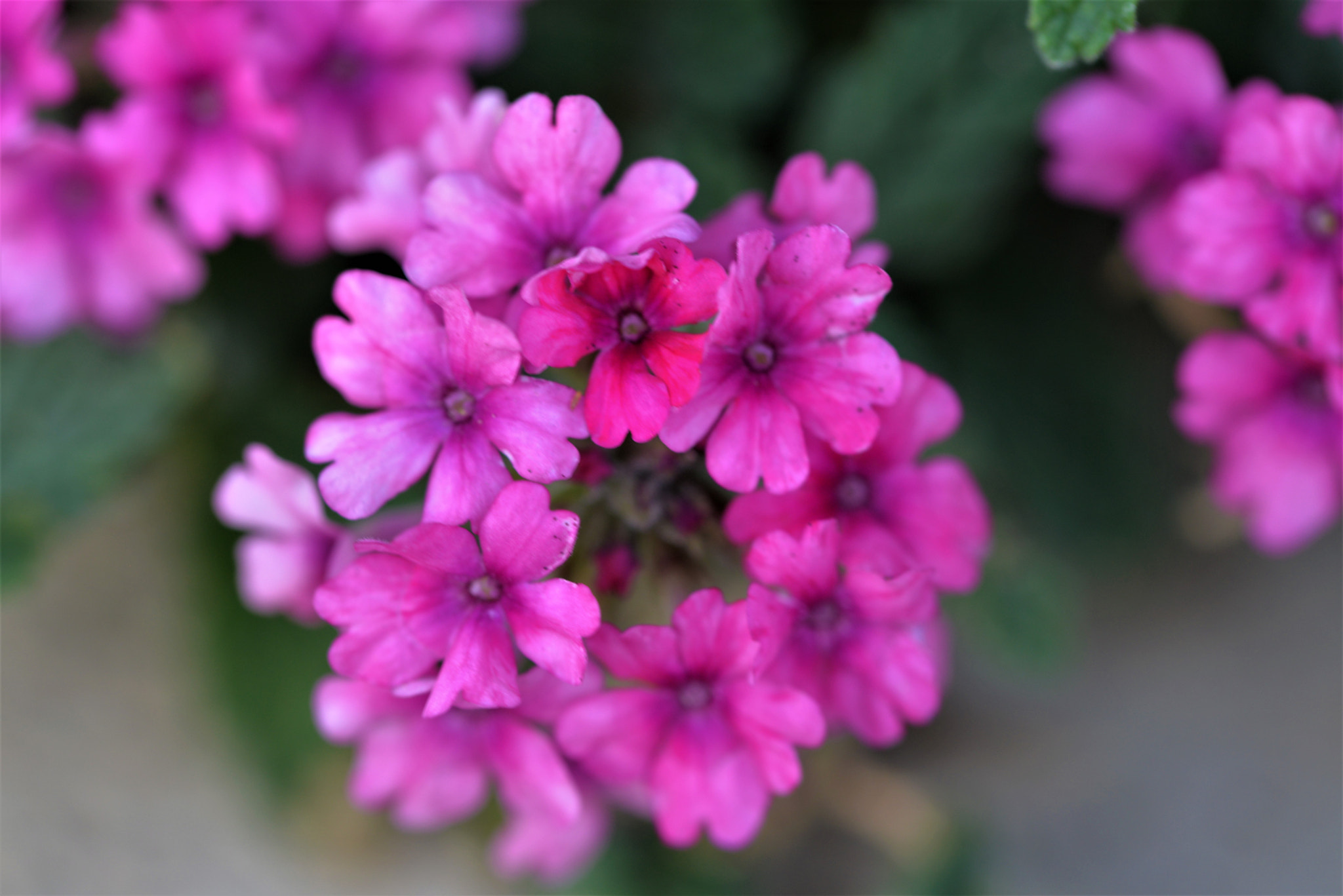 Sigma 105mm F2.8 EX DG OS HSM sample photo